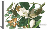 Black billed Cuckoo Canvas Art