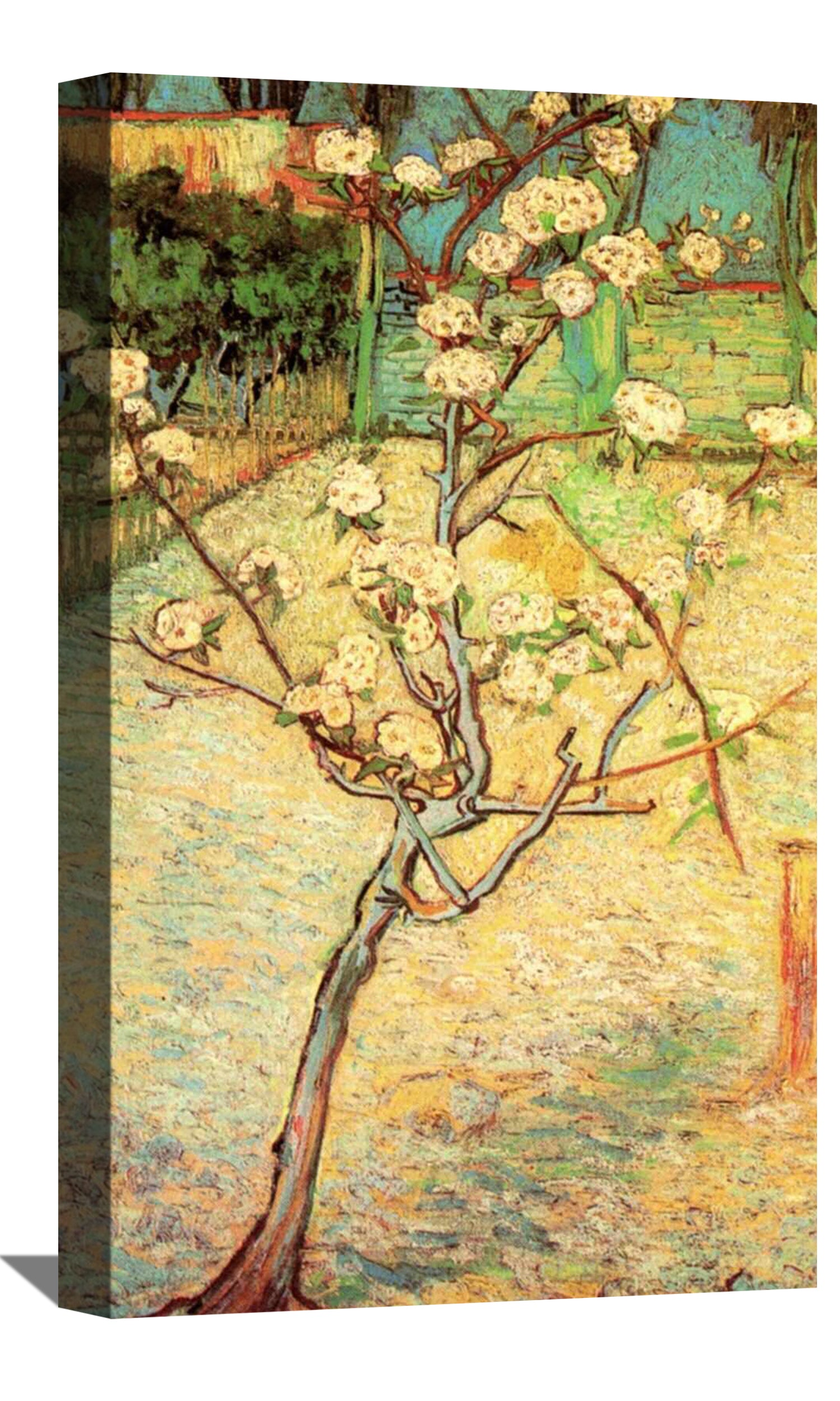 Blossoming Pear Tree Canvas Art