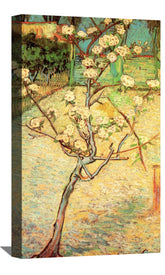 Blossoming Pear Tree Canvas Art