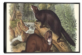 Mink Canvas Art