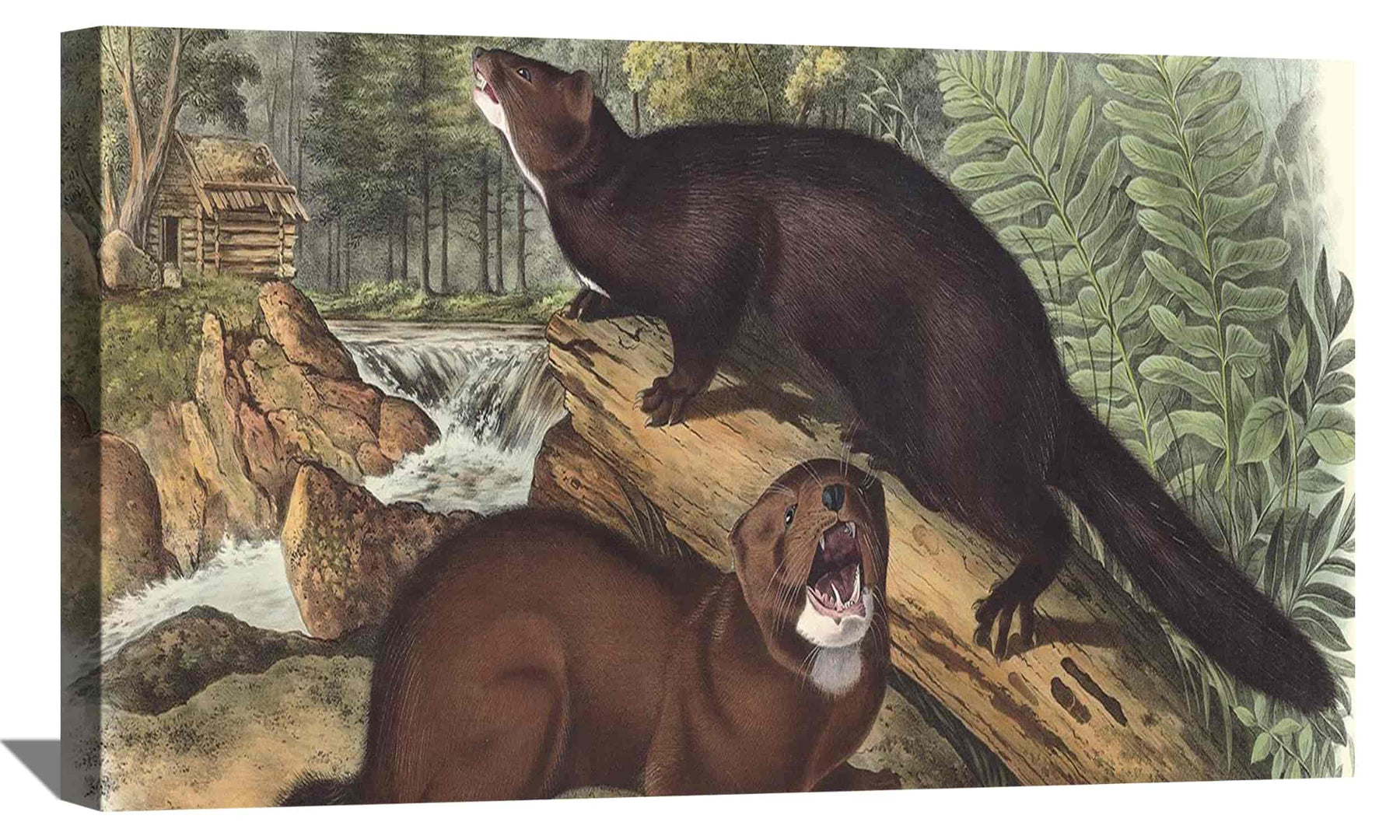 Mink Canvas Art
