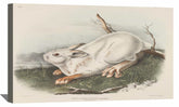 Northern Hare Canvas Art