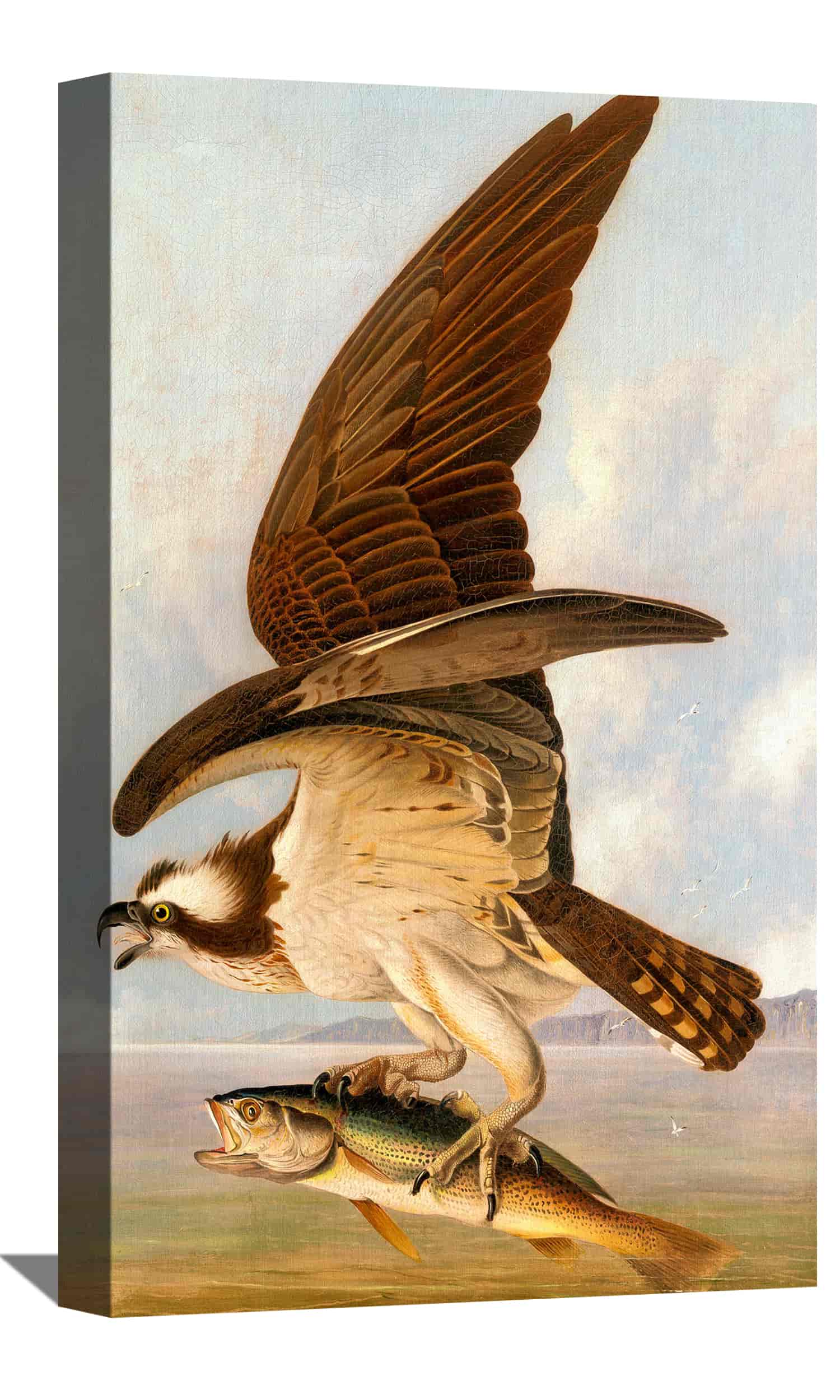 Osprey and Weakfish Canvas Art