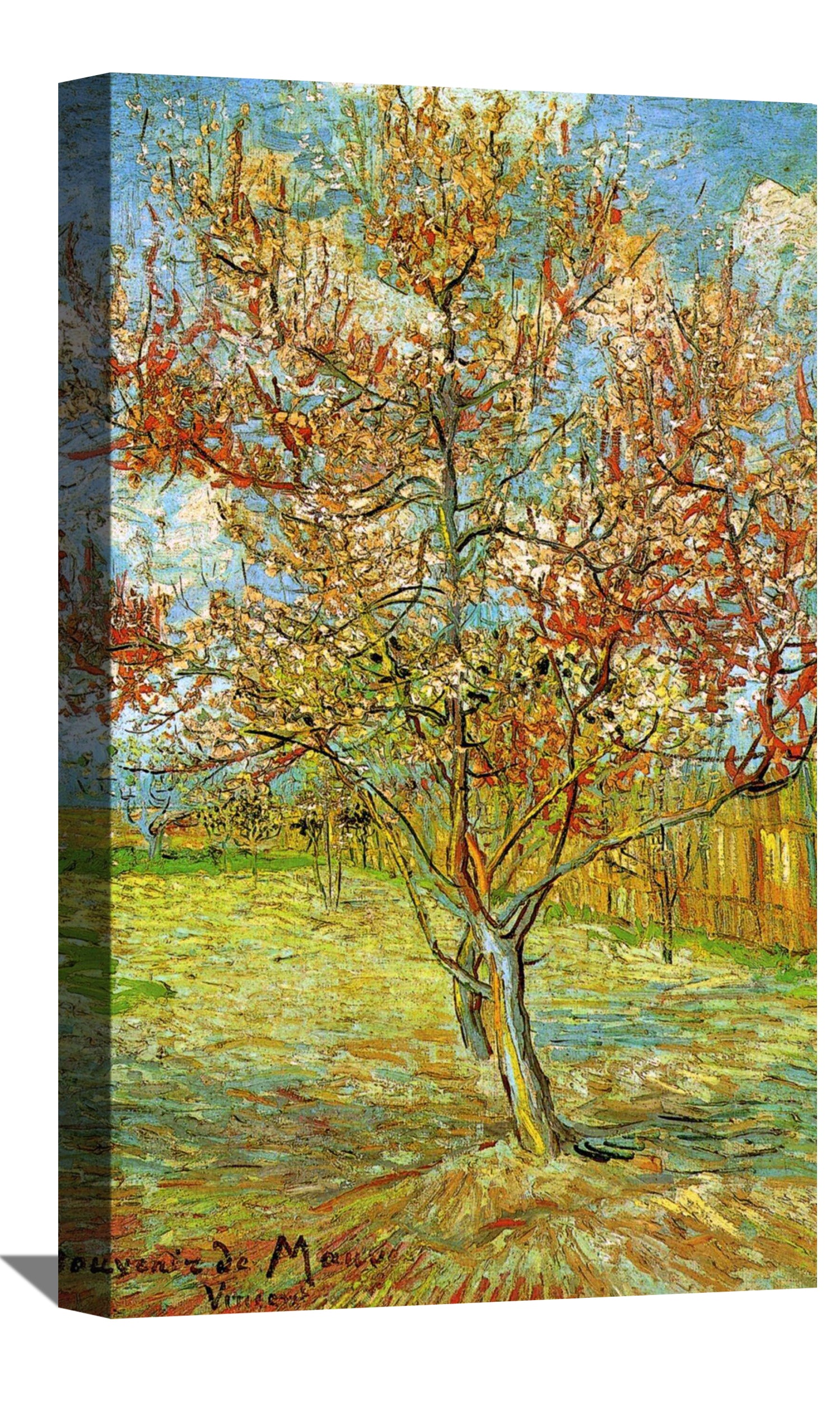 Pink Peach Tree In Blossom Reminiscence Of Mauve Canvas Art